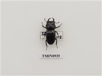 藏品(細角大鍬形蟲)的圖片